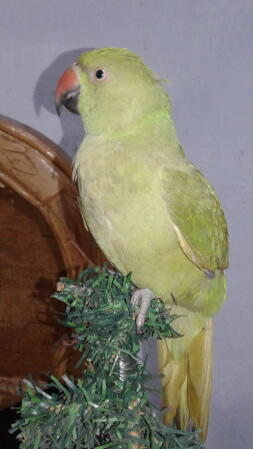 a green parrot with a red beak on top of a chistmas tree