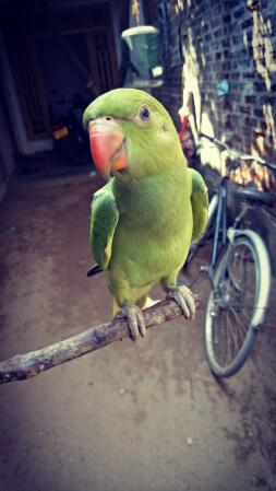 Parrot on stick