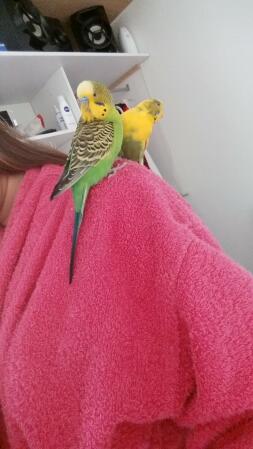 Budgies on shoulder