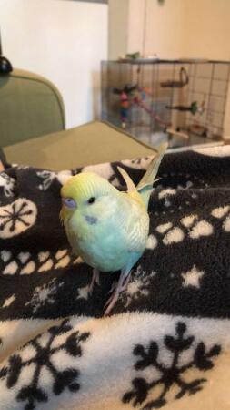 Budgie