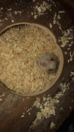 A hamster pocking his head through some wood shavings