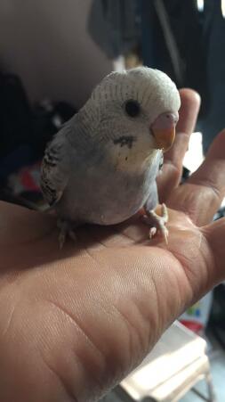 a small white and grey budgie stood on its owners hand