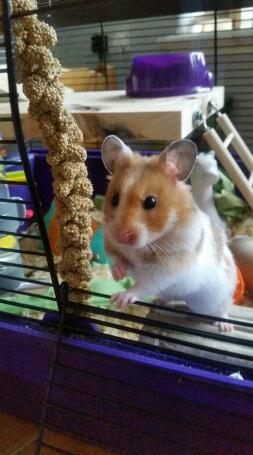 Hamster Peeking out of Cage