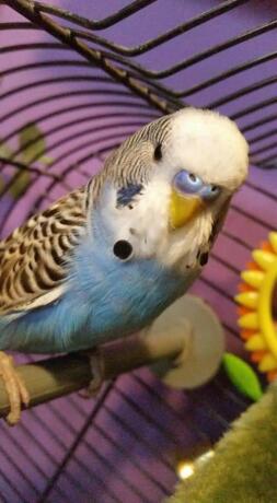 Budgie in cage