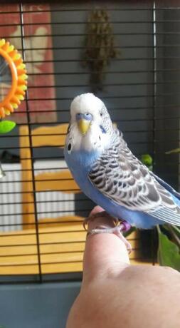 Budgie sitting on finger