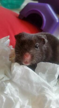 Hamster looking into camera