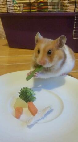 Hamster eating veg