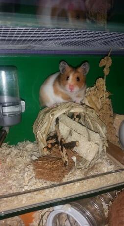 Hamster peeking out of cage