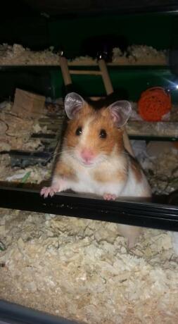 Hamster peeking out of cage