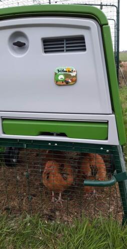 Omlet Green Eglu Cube Large Chicken Coop and Run with Chickens