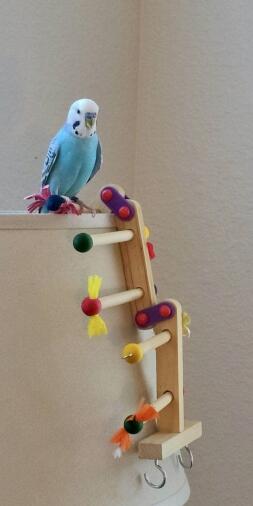 a parakeet with a bird gym toy