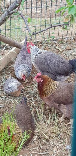 A flock of chickens in their run.