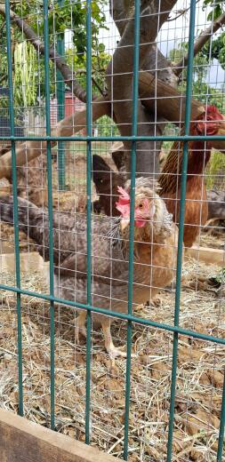 A chicken roaming around.