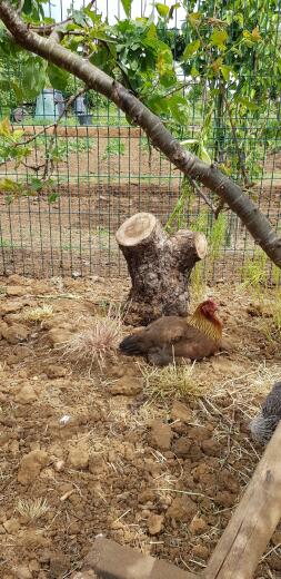 A chicken having a dust bath.