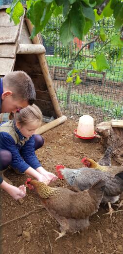 Feeding our chickens.