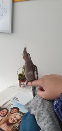 A large cocktiel baby parrot perching on my hand.