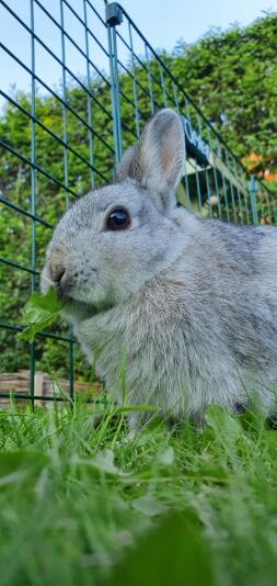 Rabbit in Omlet Zippi Rabbit Playpen