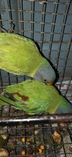two green and grey parrots in a cage
