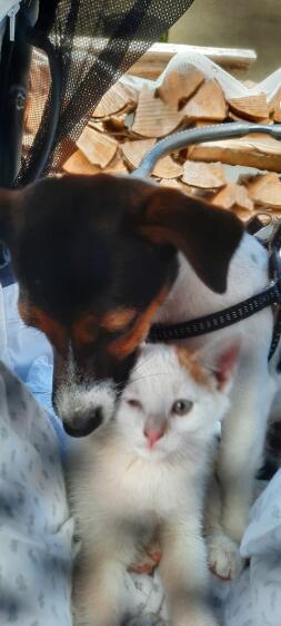 cat and dog having a cuddle