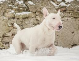 a white bull terrier walking through snow