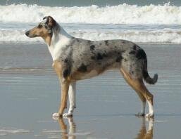 A beautiful dog standing by the sea.