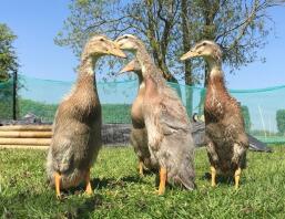 Indian Runner Ducks in Garden