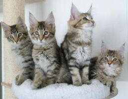 four tabby brown and white kittens in a bed