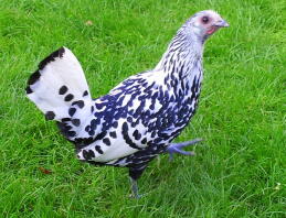 Silver Spangled Hamburg Pullet chicken in grass