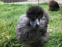 Silkie Chicken in Garden