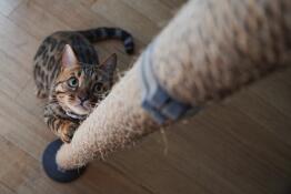 High angle shot of cat scratching sisal rope vertical pole on Freestyle Cat Tree.