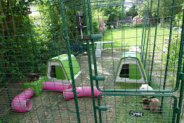 A large rabbit walk in run with eglu go hutches.