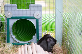 The door frame and door kit from the inside of the cage - the green mesh protectors do a great job of keeping the guinea pigs safe going back and forth