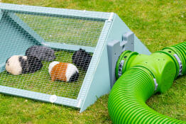 The guinea pigs access their new extension run thanks to their Omlet Zippi tunnels and new T - Sections
