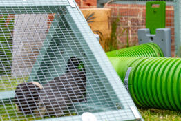 The guinea pigs come out of their new T - section into the run, they love having the option of so many places to eat grass now!