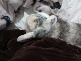 A Holland Lop rabbit