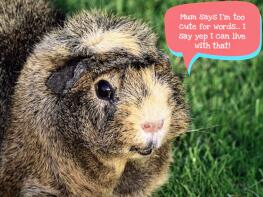 a small abyssinian guinea pig in a garden with a speech bubble