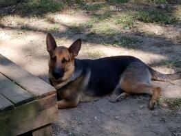 A German Shepherd dog lying outside in the garden.