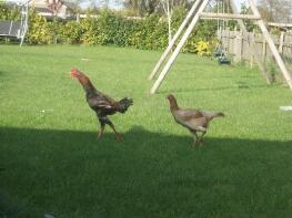 To malay chickens walking across a garden.