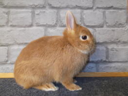 Netherland dwarf high rufus