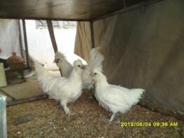 Sultan Chickens