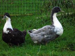 Two swedish ducks standing on some grass