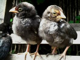 Chicks sitting on fence