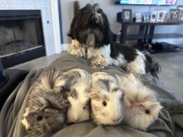 Four guinea pigs next to a dog.