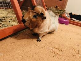 Abyssinian Guinea Pig