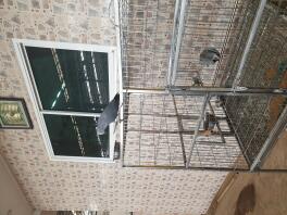 a African grey parrot stood on top of a cage