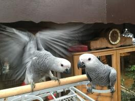 two African grey parrots perched outside