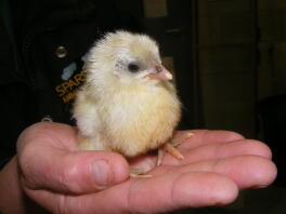 Holding my andalsuian chick in the palm of my hand.