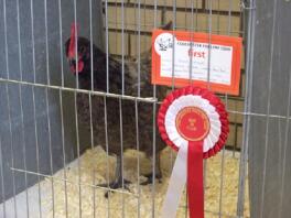 A prize winning andalusian chicken.