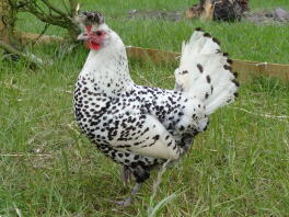 A striking appenzeller spitzhauben chicken.