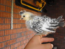 An appenzeller spitzhauden chicken perched on my fingers.